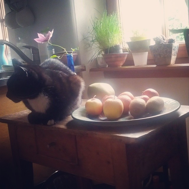 a cat sitting on a plate with fruit in front of it