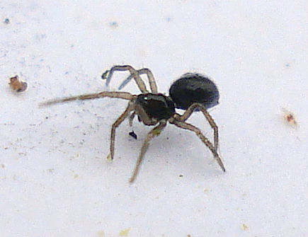 a black and white spider crawling on snow