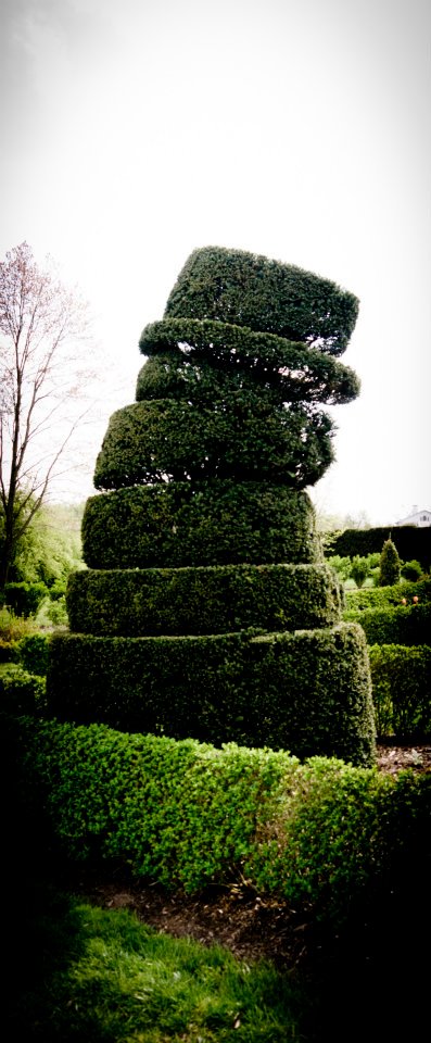 tall and slender hedges in a maze at a park