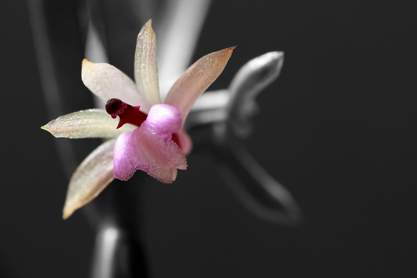 a closeup image of the flower and a black background