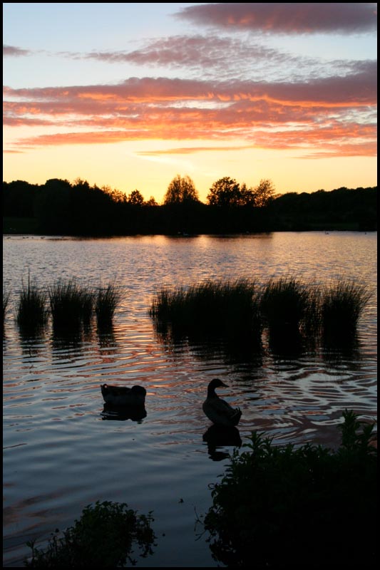 ducks swimming on the surface of a lake at sunset