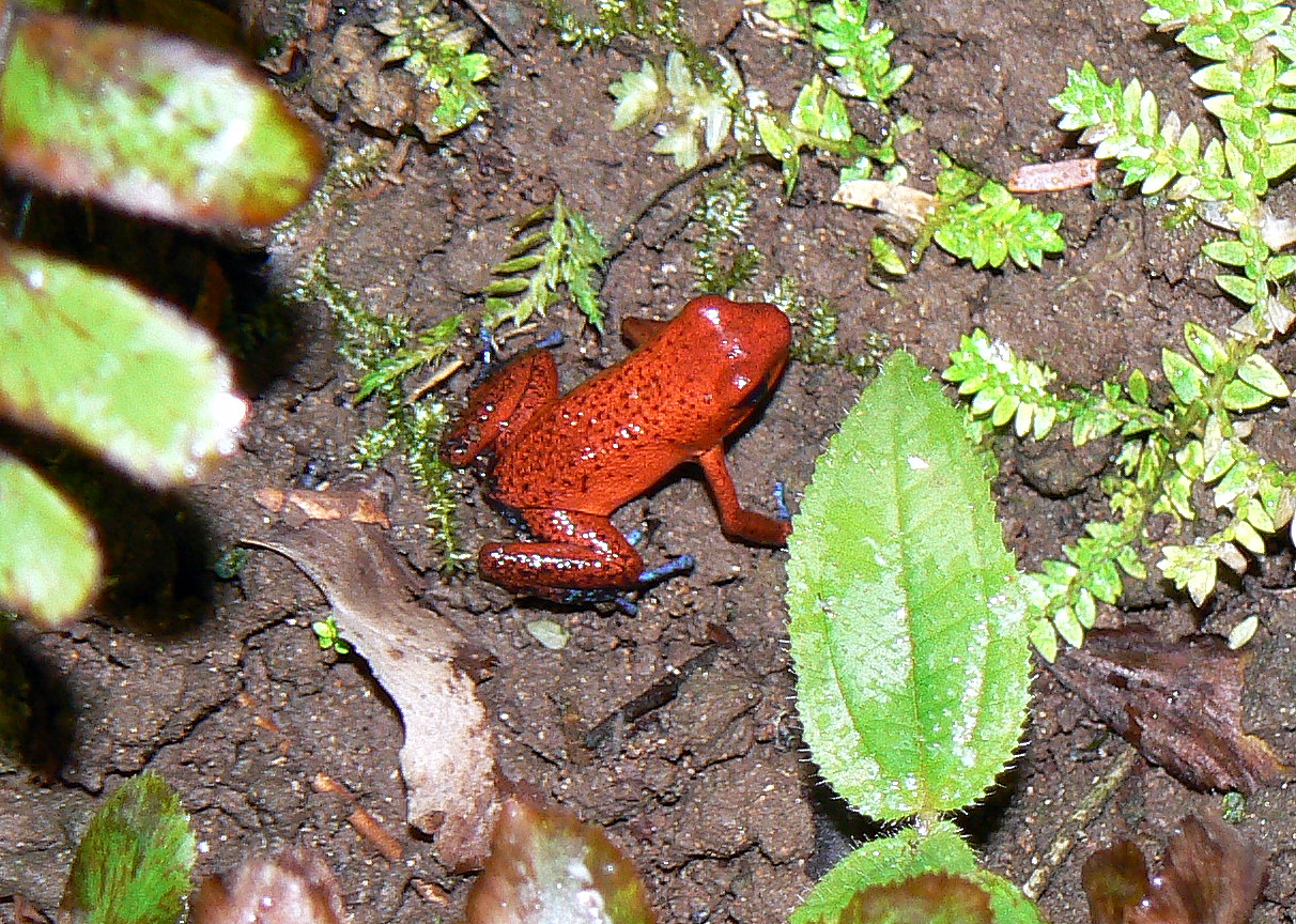 a red frog on the ground next to green leaves