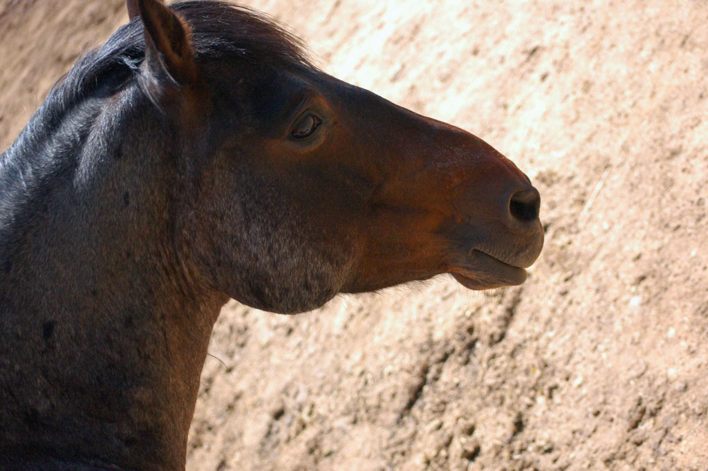 a black horse with a brown mane in the sun