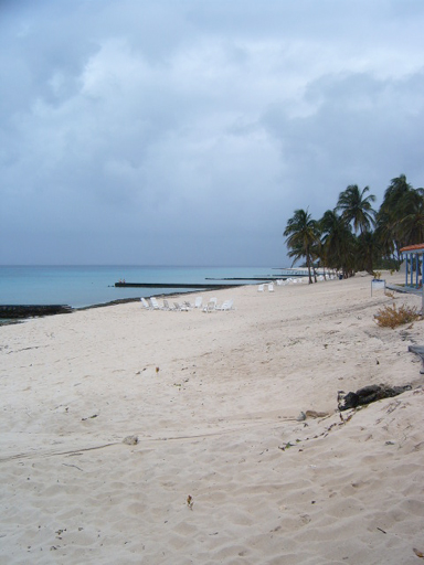 a beach with many trees in the sand