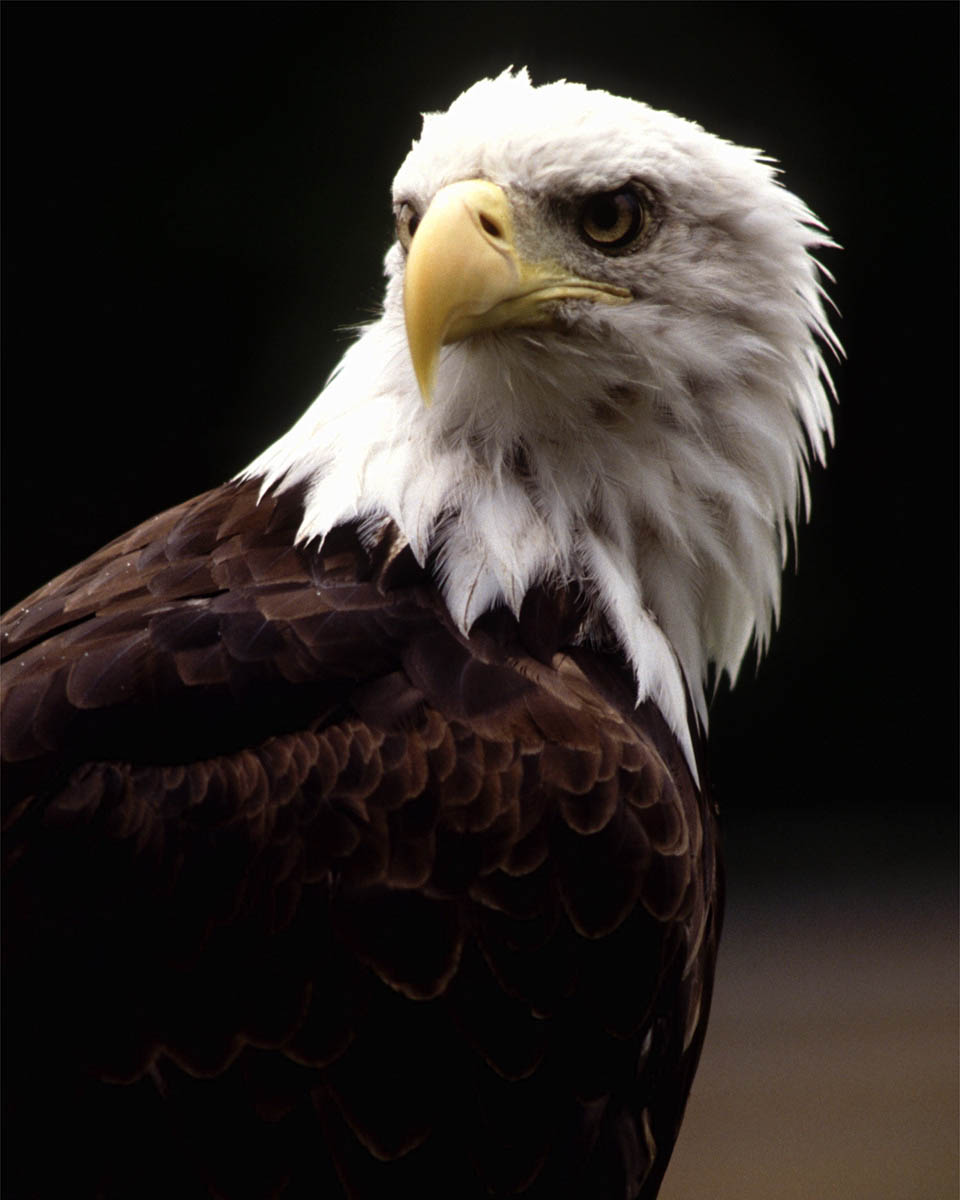 a white - legged eagle with large beak on his head