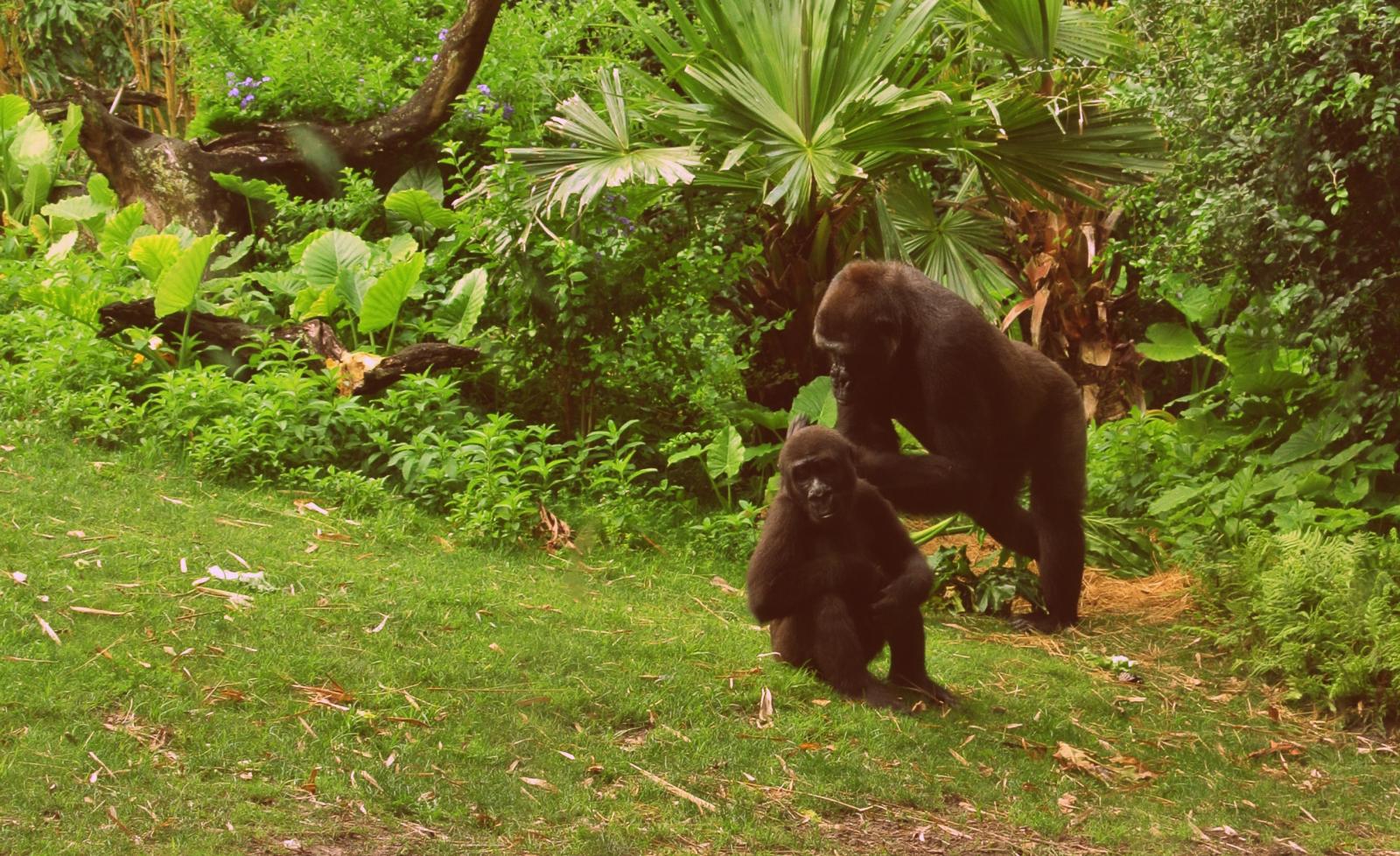 mother and child gorillas are playing in a jungle