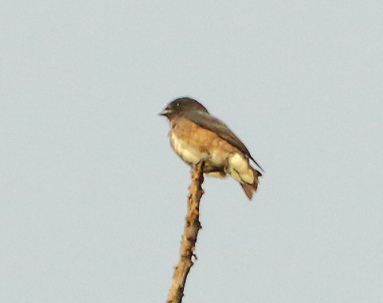 a bird perched on the top of a thin nch