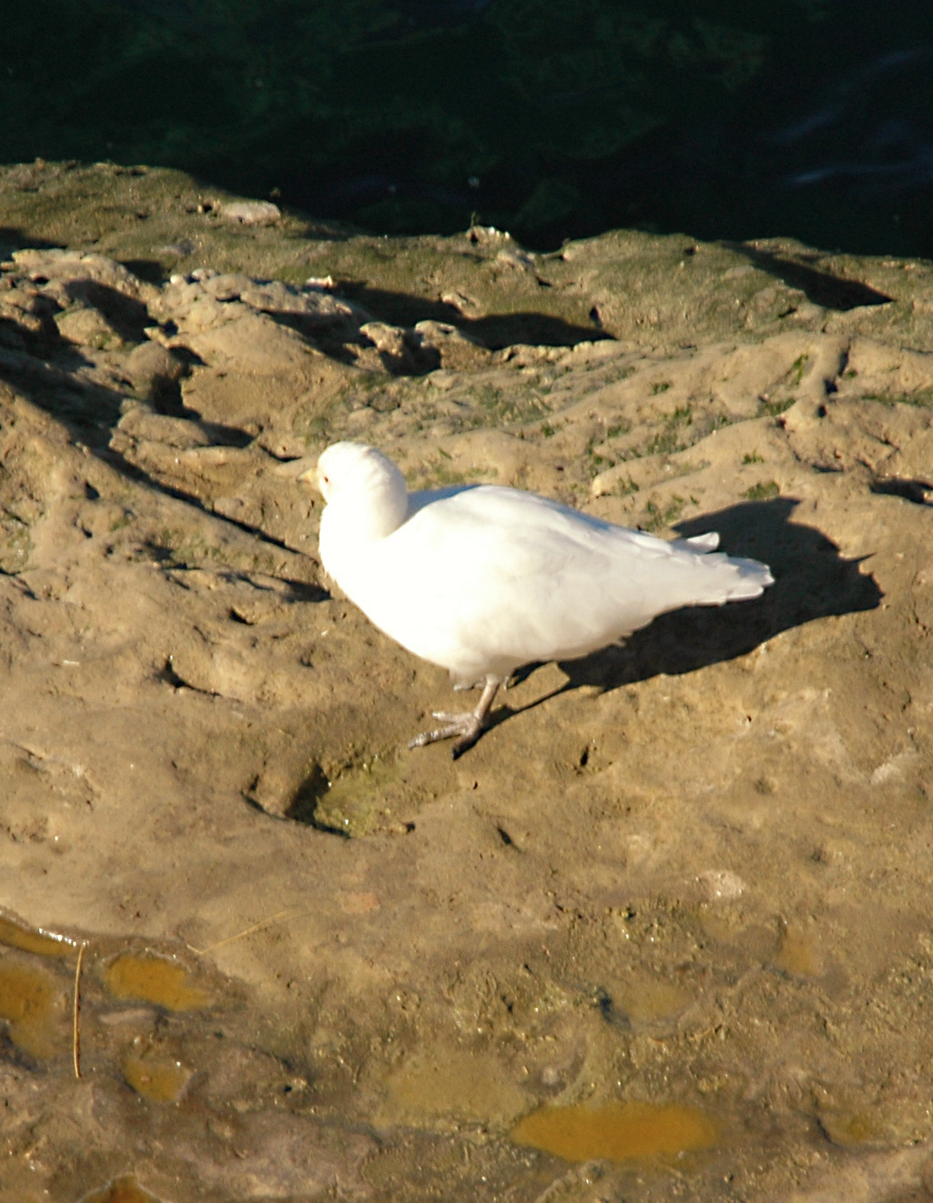 a white bird walks on some rocks