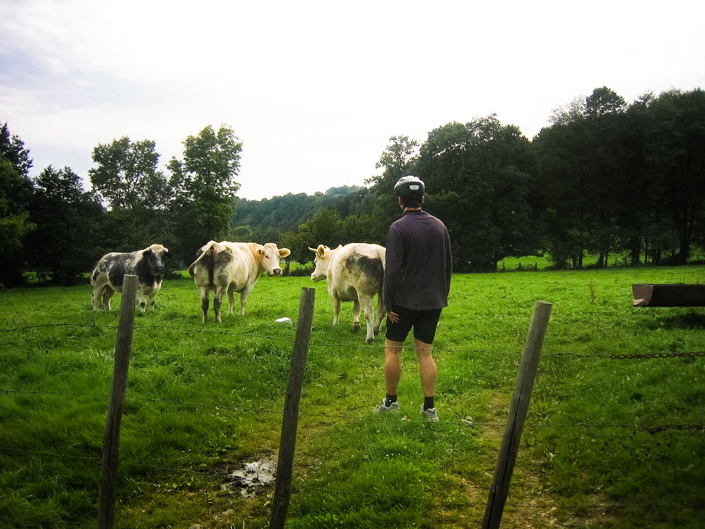 a man standing in a field next to several cows