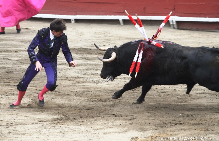 a mata is wrestling a bull at a competition