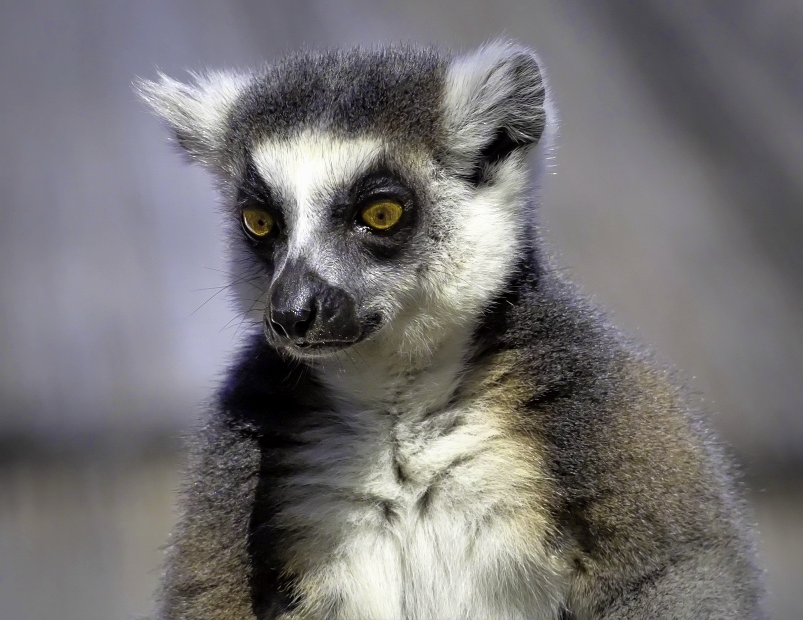 a gray and white lemurian with large yellow eyes