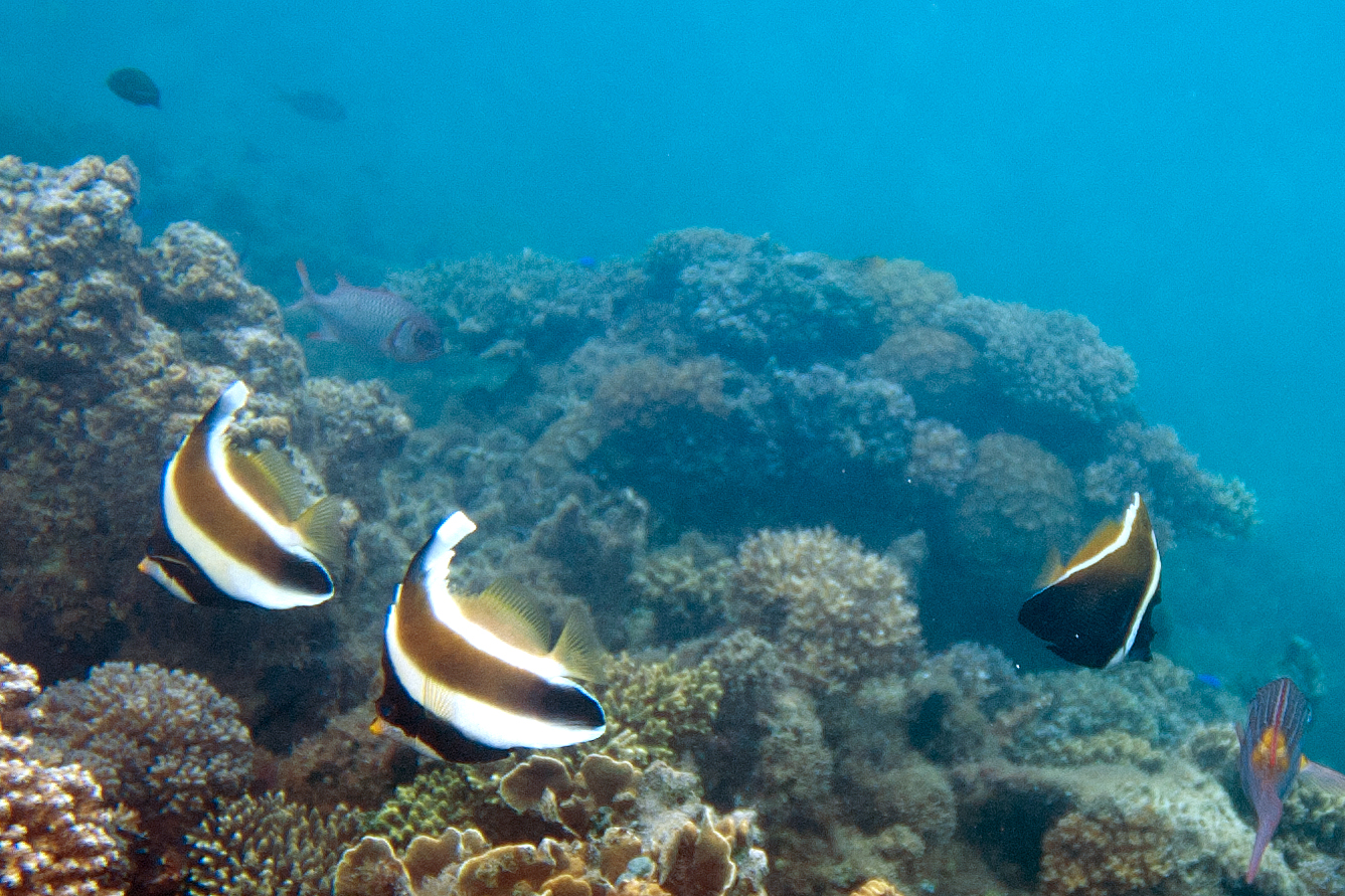 the underwater picture shows two fish, one yellow, one black and white