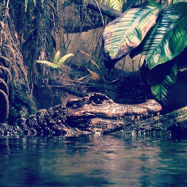 the water near the jungle has an alligator laying on it's side