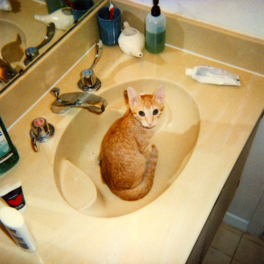 a cat is sitting in the bathroom sink