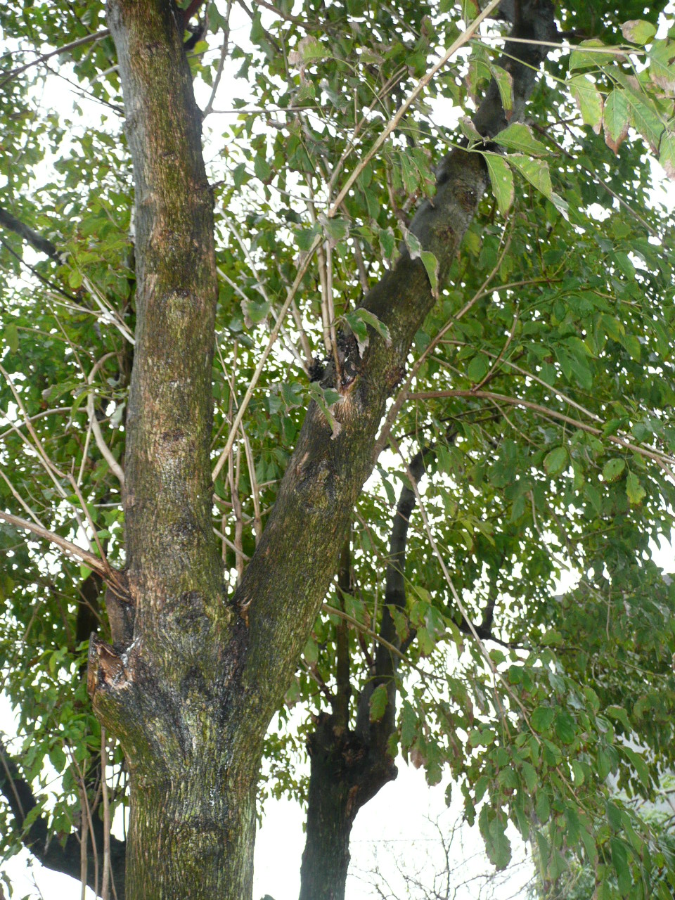 cats climbing up the nches of a tree
