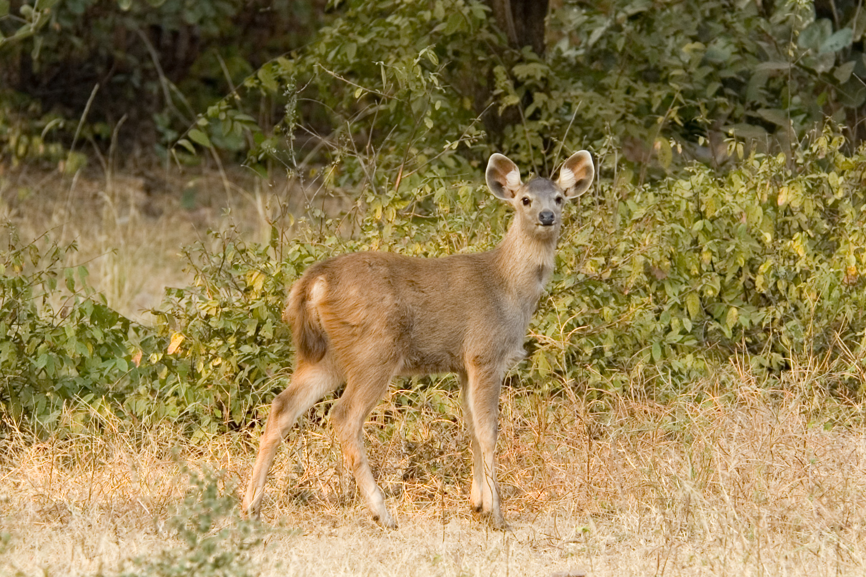 a young fawn standing in the middle of a field