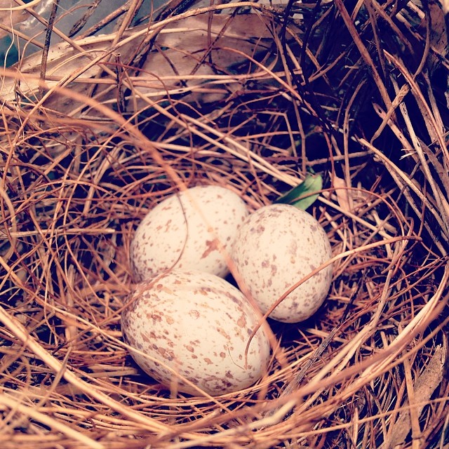 three eggs sit in a nest with brown straw