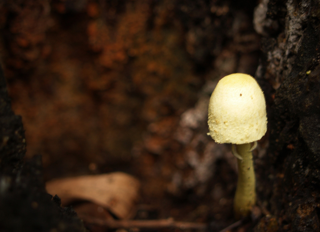a white mushroom with a yellow top grows from a  in a tree