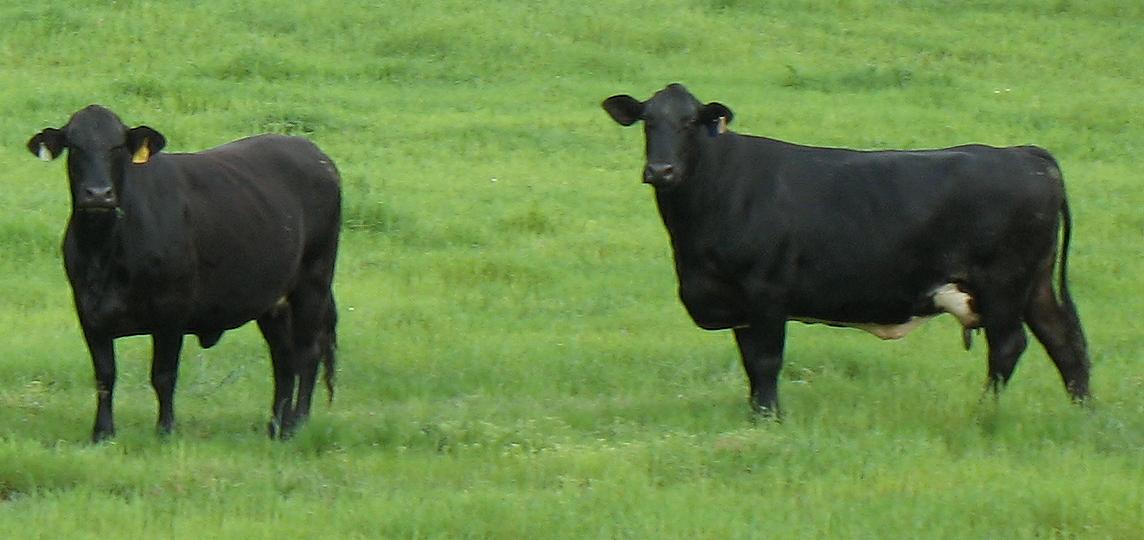 two large black cows standing in the grass