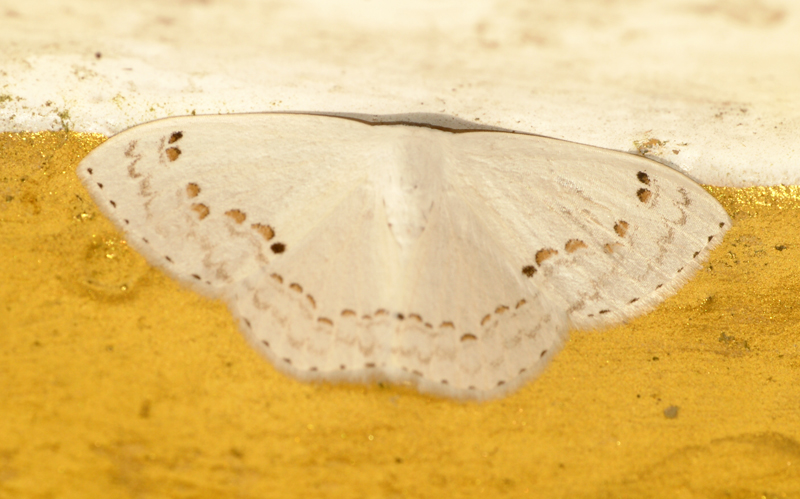 an image of a large white insect