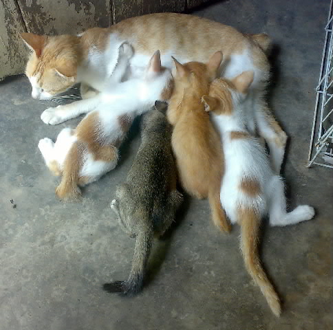 a group of three cats lay next to each other