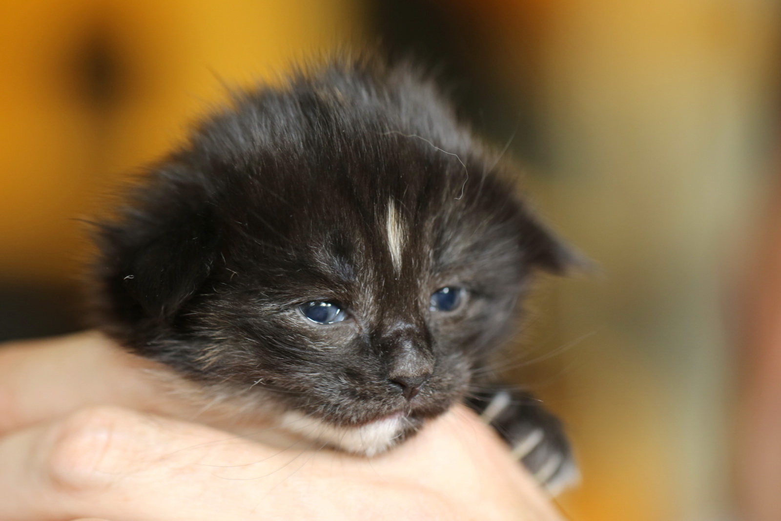 a small black kitten with very blue eyes held by someone