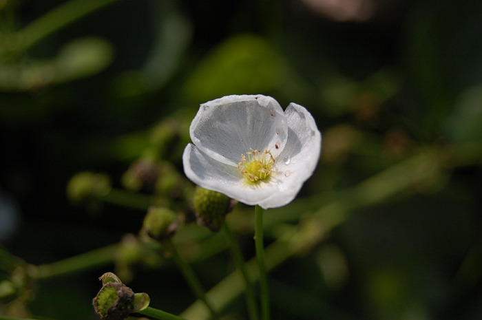 a single white flower with many green leaves