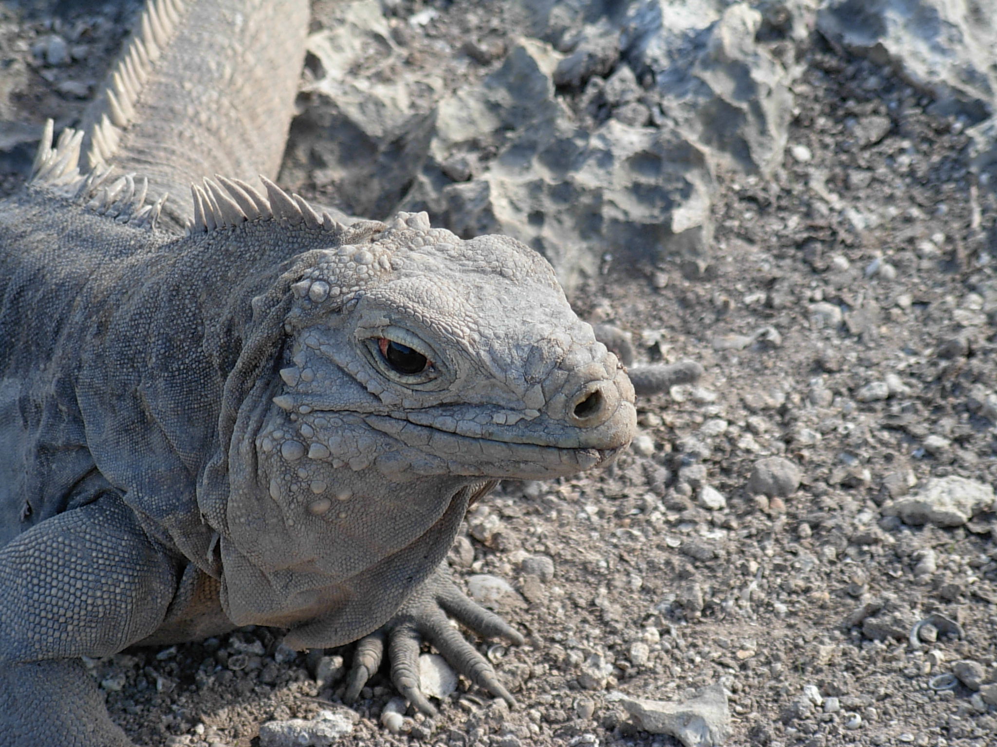 a large lizard sitting on the ground