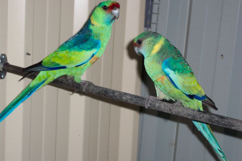 two bright green parrots standing together on a nch