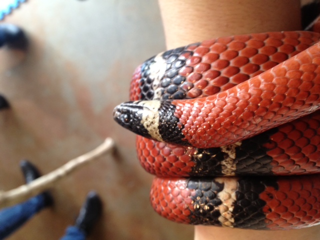 a red and black snake wrapped around someone's arm