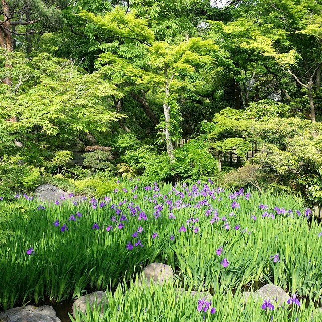 a garden area full of rocks and purple flowers