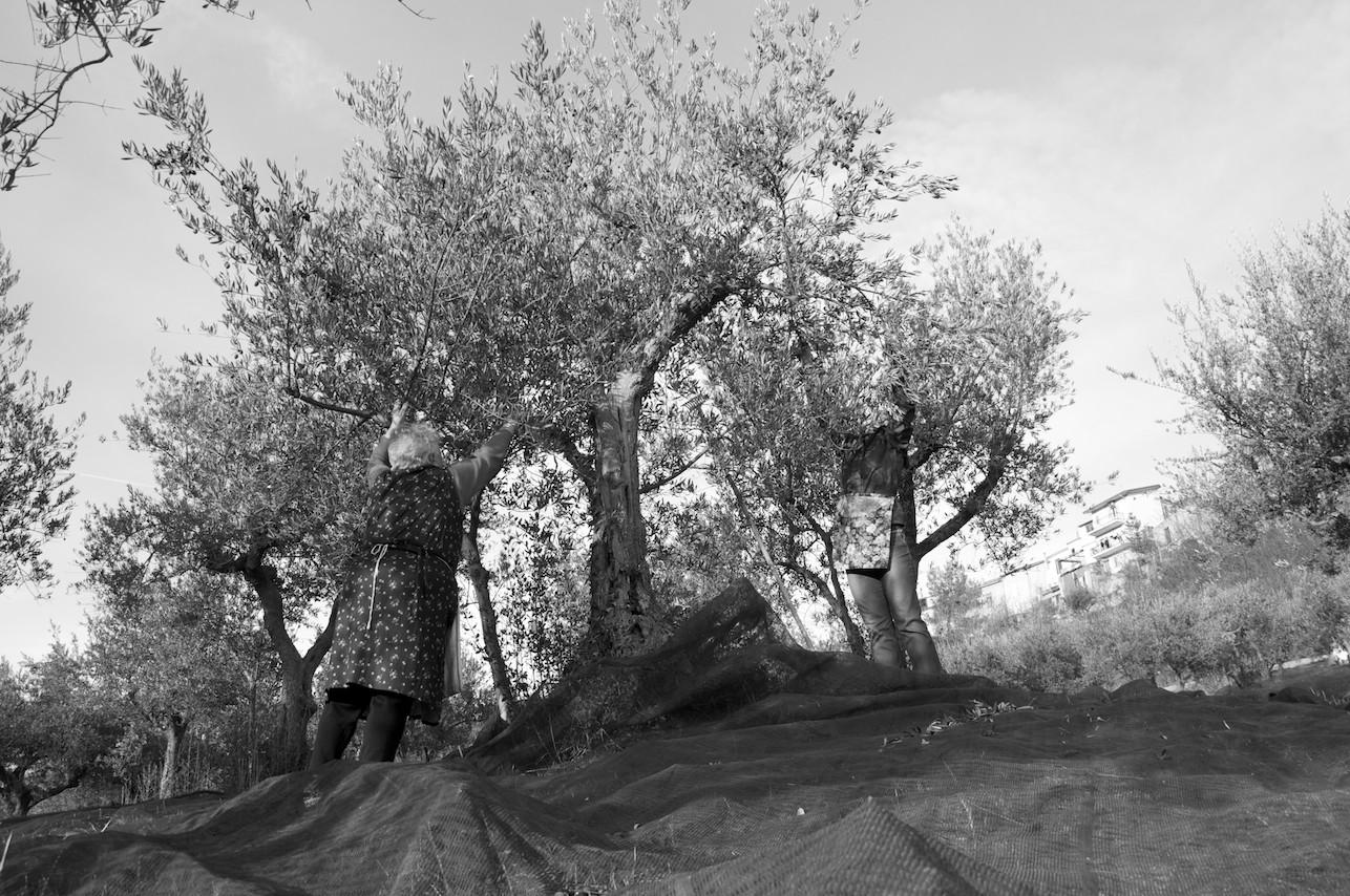 some trees that are on a hill side