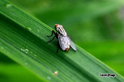 small insect perched on top of a green plant