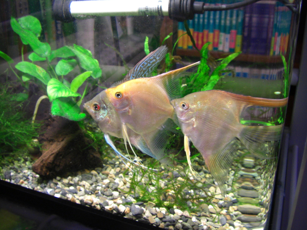 two yellow tropical fish, in an aquarium, with other plants