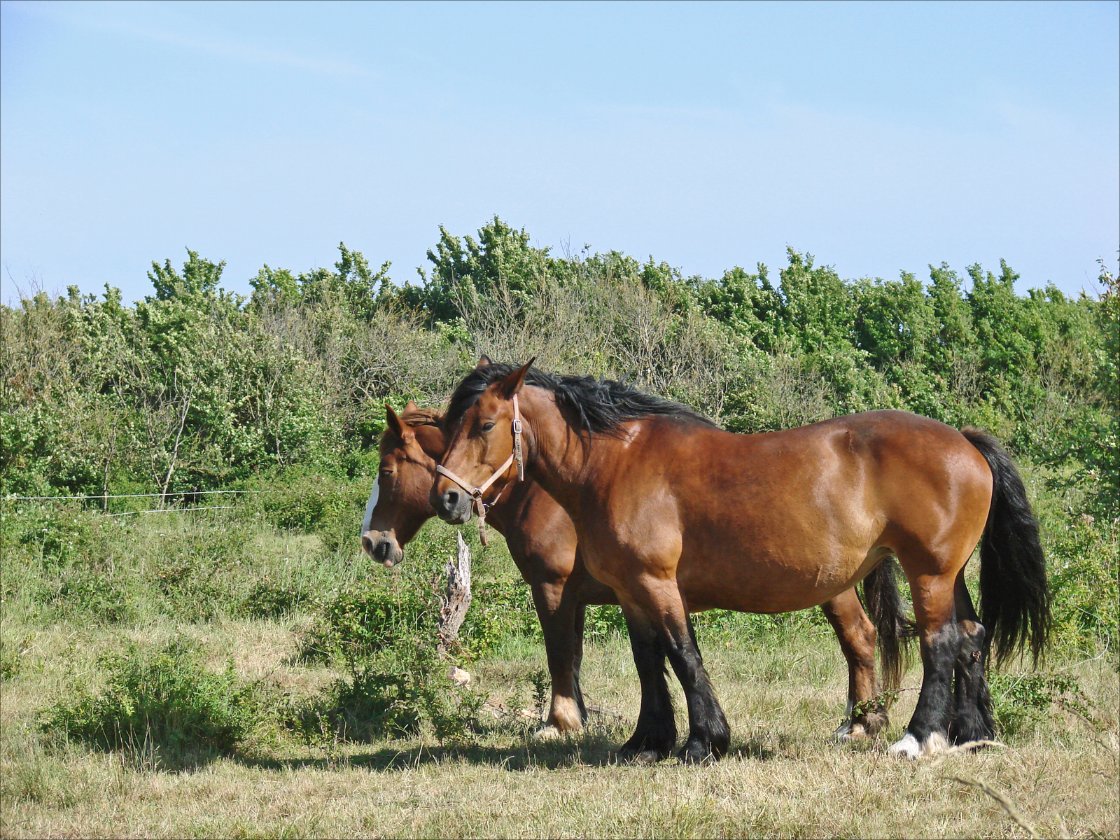 two horses standing in a field with trees
