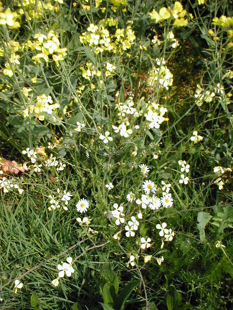 a small bush of wildflowers with white blooms in a grassy area