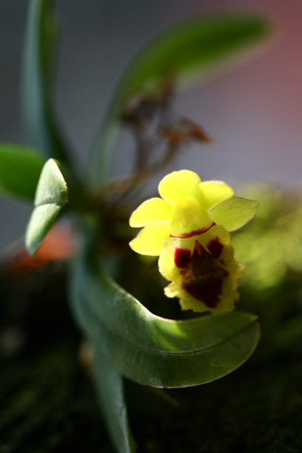 a small yellow flower sitting on top of a green plant