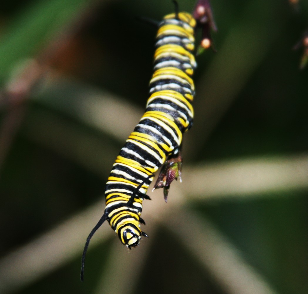 a caterpillar crawling on a plant outside