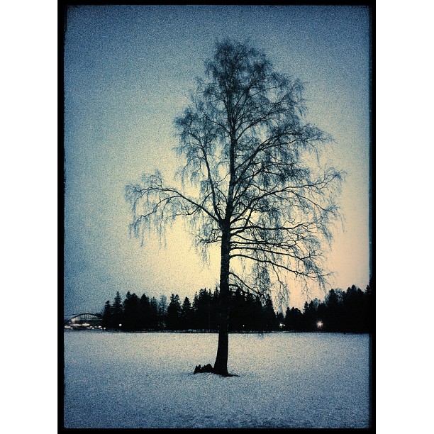 the tree is covered in white snow with blue sky background