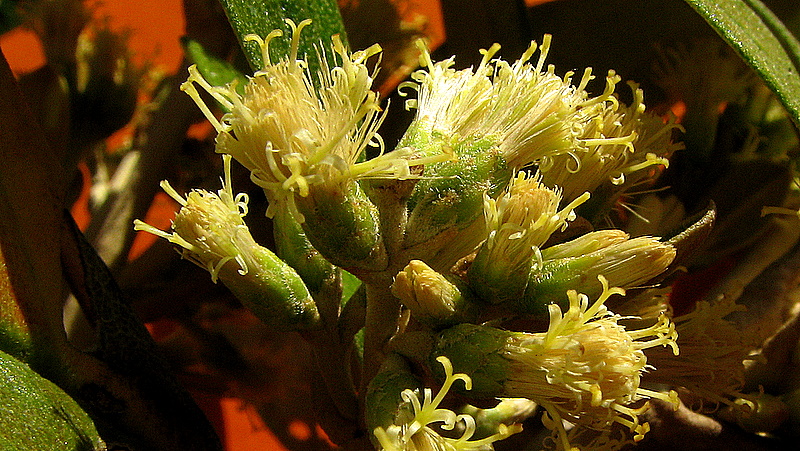 close up view of some leaves and flowers on a plant