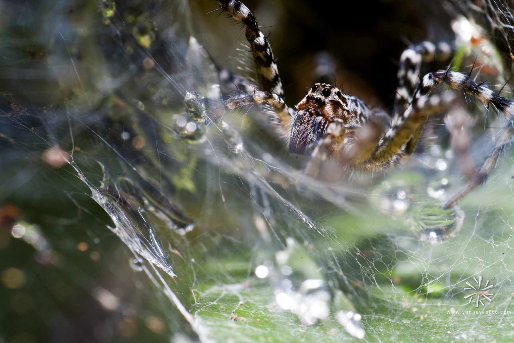 a closeup of spider webs on a grass