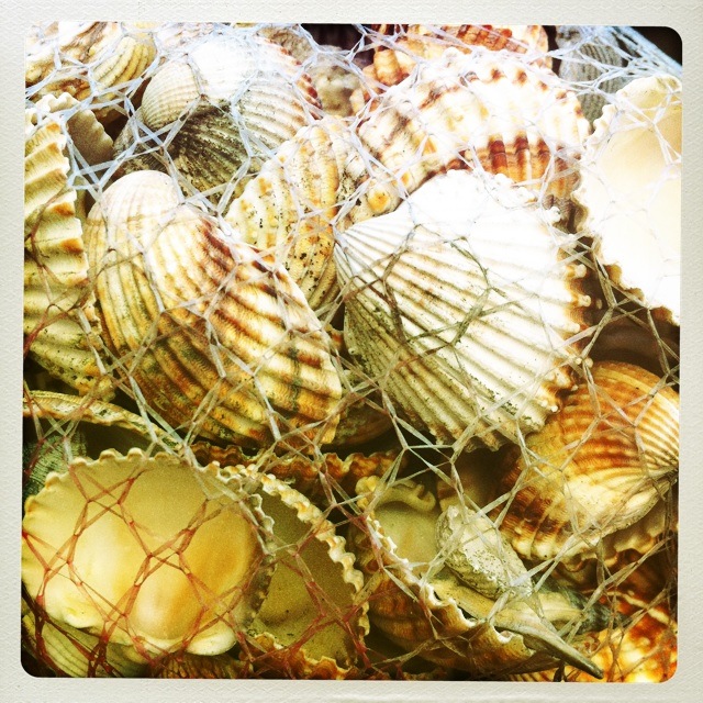 a basket filled with lots of sea shells