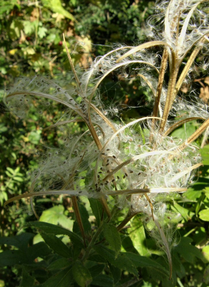 a closeup of a dandelion plant with its seeds