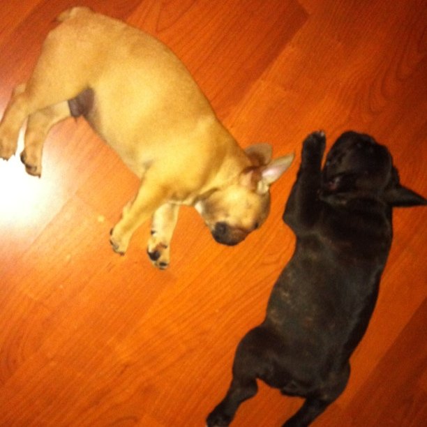 two small dogs are sleeping on a hardwood floor