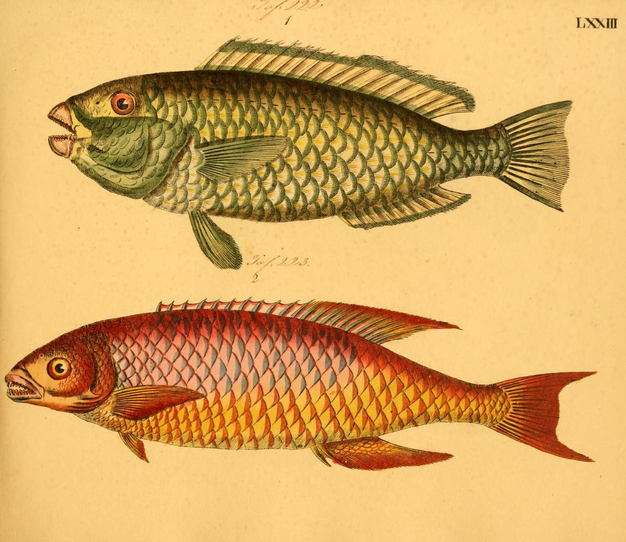 two pictures of fish are on a beige background