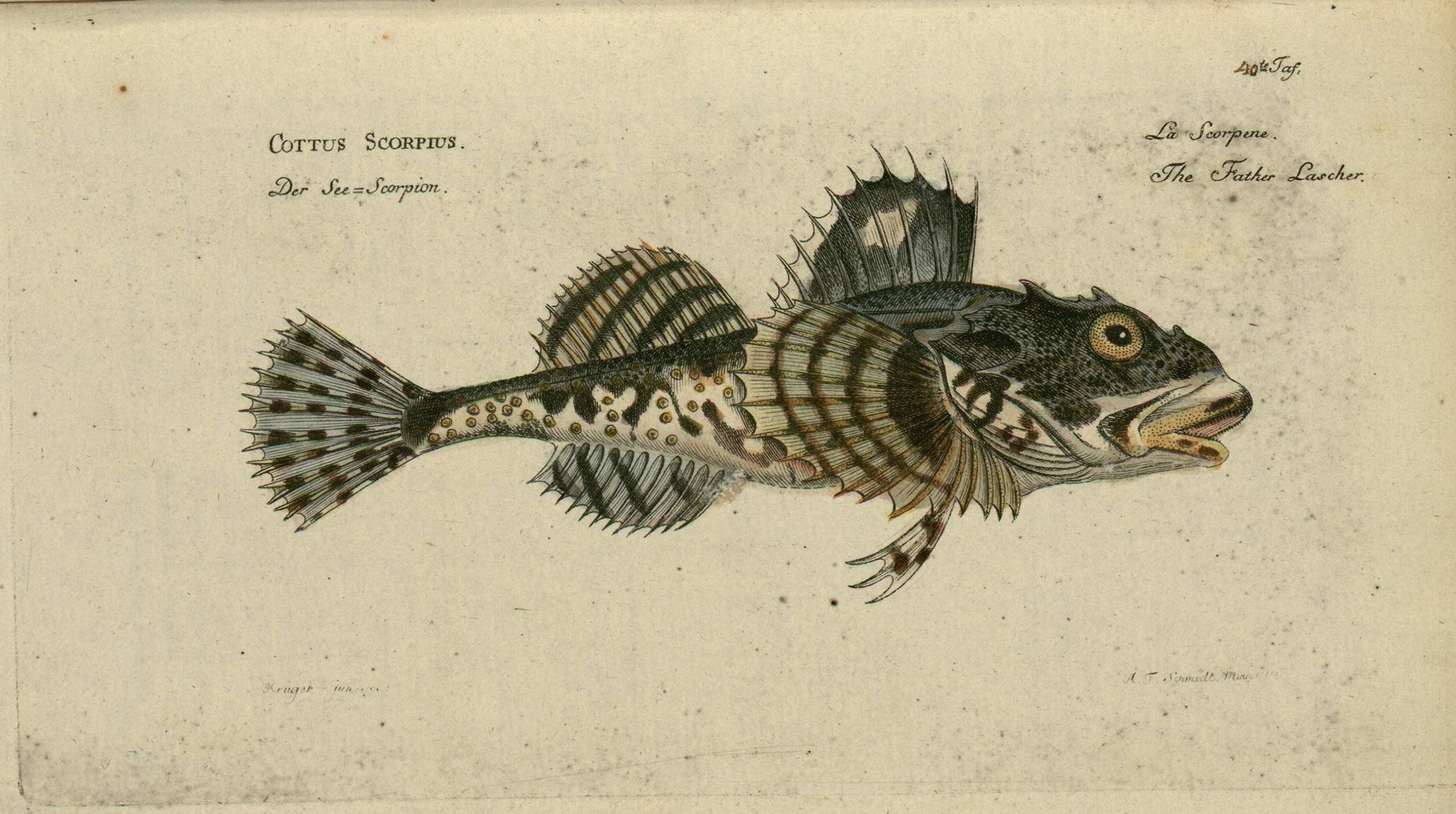 an image of a fish on a page