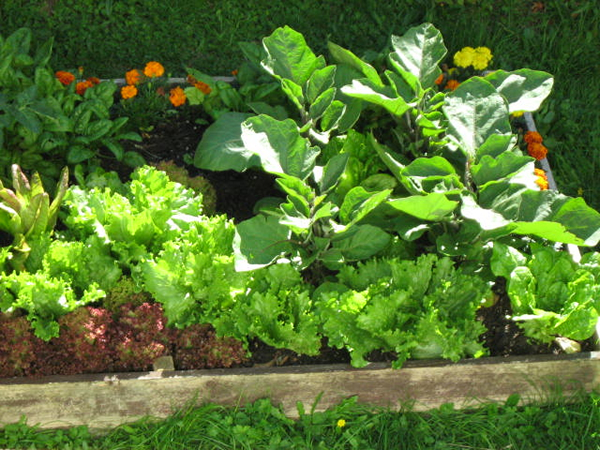 a garden bed containing vegetables and plants in the grass