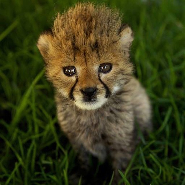 a baby cheetah looks up as it stands in the grass