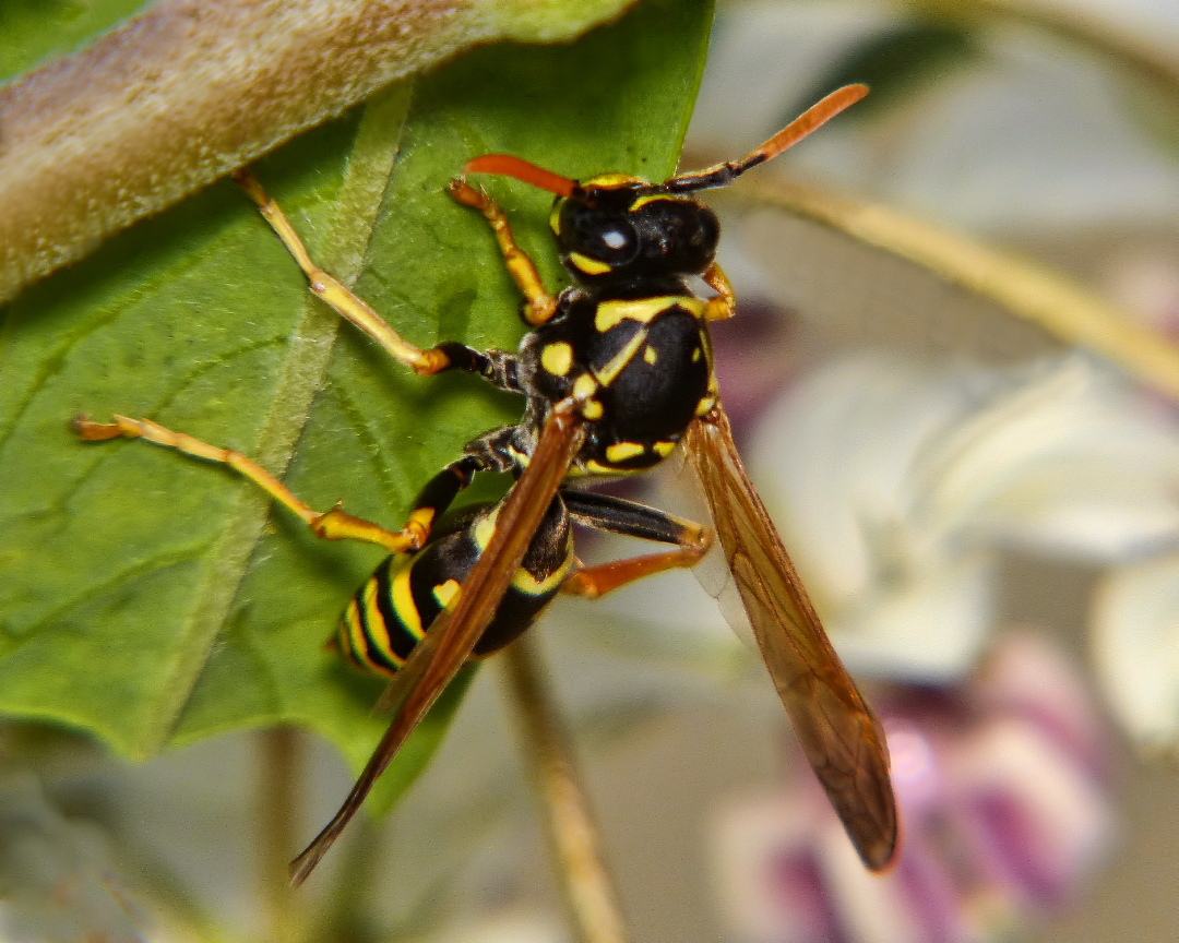 a large black and yellow fly on some green leaves
