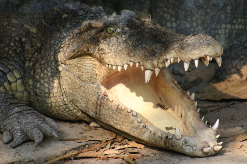 close up of an alligator's mouth, with open teeth